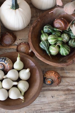 Minikürbis weiß grün Zierkürbis Kürbis Herbstdeko im Mrs Greenery Shop bestellen kaufen