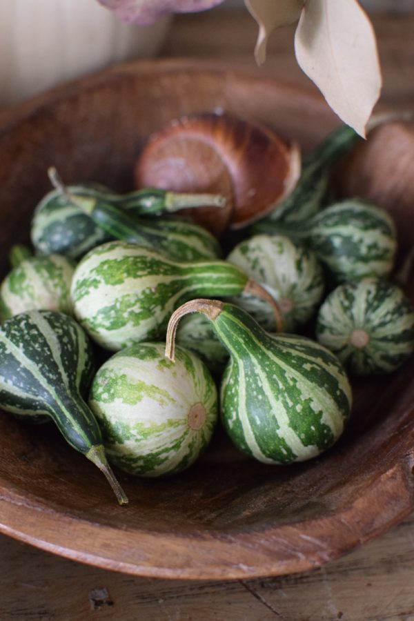 Minikürbis weiß grün Zierkürbis Kürbis Herbstdeko im Mrs Greenery Shop bestellen kaufen