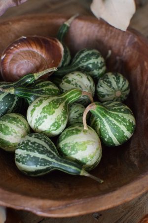 Minikürbis weiß grün Zierkürbis Kürbis Herbstdeko im Mrs Greenery Shop bestellen kaufen