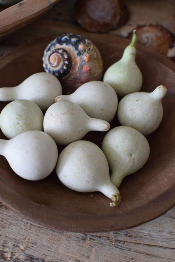 Minikürbis weiß Zierkürbis Kürbis Herbstdeko im Mrs Greenery Shop bestellen kaufen