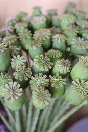 Mohn frisch mini, Mohnkapsel grün für deine Sträuße und Naturdekos Papaver