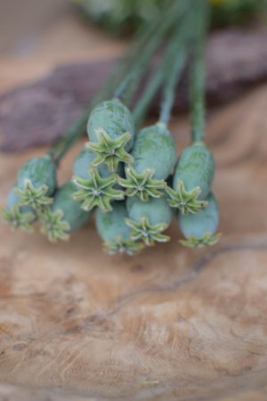 Mohnkapsel frisch mini Mohn kreativ Sträusse Kränze kreativsein Naturdeko Naturmaterial im Mrs Greenery Shop bestellen kaufen
