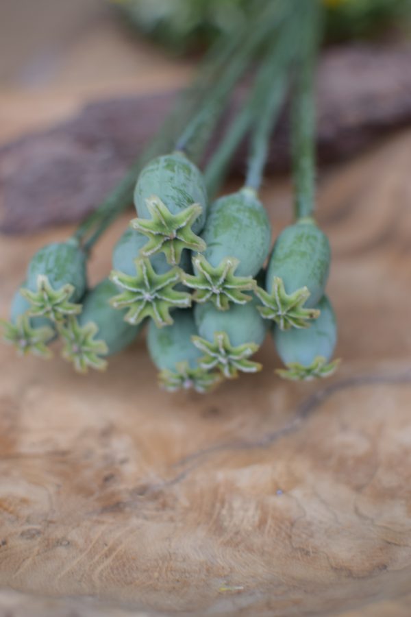Mohnkapsel frisch mini Mohn kreativ Sträusse Kränze kreativsein Naturdeko Naturmaterial im Mrs Greenery Shop bestellen kaufen