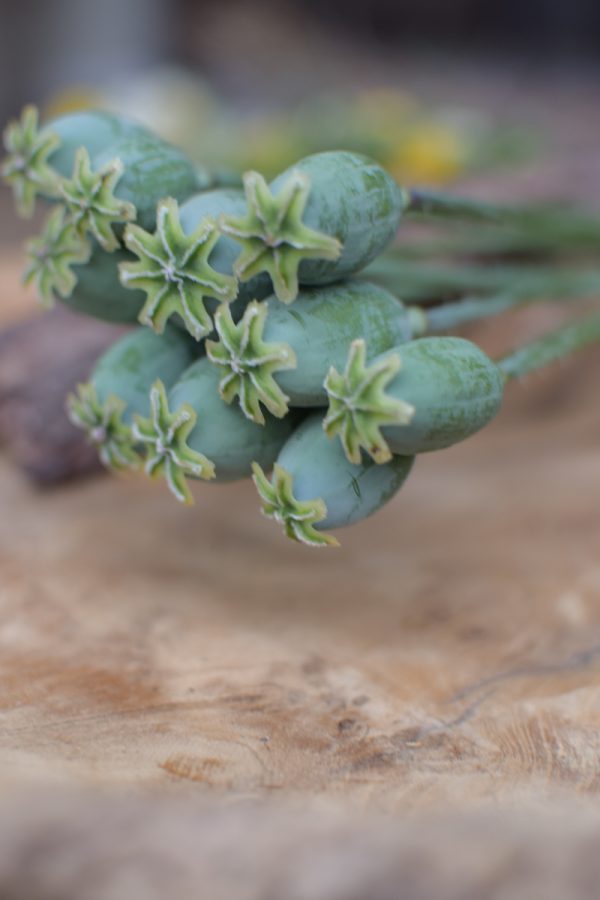 Mohnkapsel frisch mini Mohn kreativ Sträusse Kränze kreativsein Naturdeko Naturmaterial im Mrs Greenery Shop bestellen kaufen