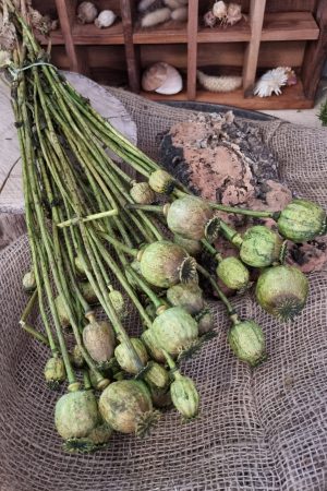 Mohn Mohnkapsel Papaver getrocknet grün gefärbt Trockenblumen getrocknet Dekoidee Deko mit Naturmaterialien im Mrs Greenery Shop kaufen bestellen Naturdeko Deko natürlich dekorieren