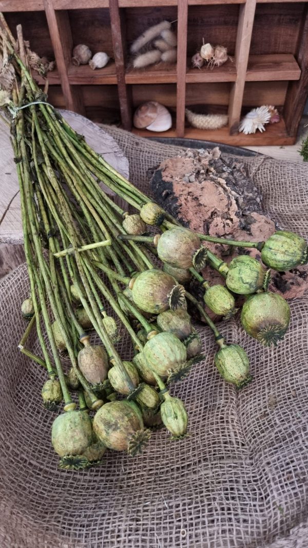 Mohn Mohnkapsel Papaver getrocknet grün gefärbt Trockenblumen getrocknet Dekoidee Deko mit Naturmaterialien im Mrs Greenery Shop kaufen bestellen Naturdeko Deko natürlich dekorieren