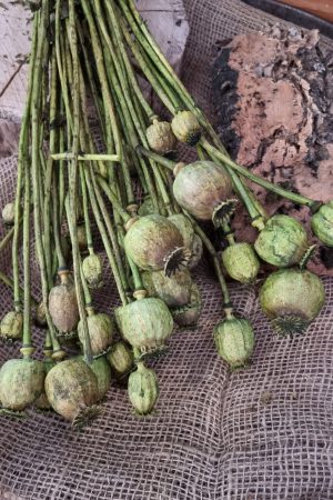 Mohn Mohnkapsel Papaver getrocknet grün gefärbt Trockenblumen getrocknet Dekoidee Deko mit Naturmaterialien im Mrs Greenery Shop kaufen bestellen Naturdeko Deko natürlich dekorieren
