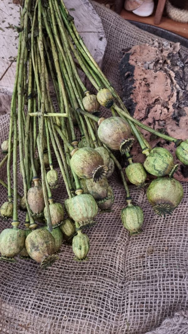 Mohn Mohnkapsel Papaver getrocknet grün gefärbt Trockenblumen getrocknet Dekoidee Deko mit Naturmaterialien im Mrs Greenery Shop kaufen bestellen Naturdeko Deko natürlich dekorieren