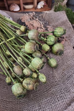 Mohn Mohnkapsel Papaver getrocknet grün gefärbt Trockenblumen getrocknet Dekoidee Deko mit Naturmaterialien im Mrs Greenery Shop kaufen bestellen Naturdeko Deko natürlich dekorieren