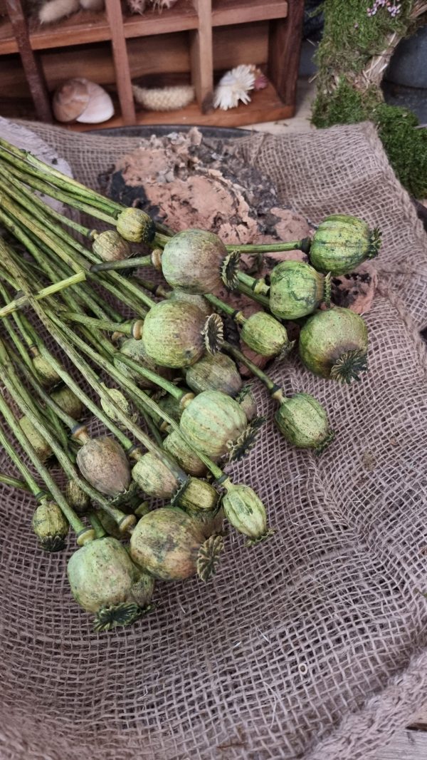 Mohn Mohnkapsel Papaver getrocknet grün gefärbt Trockenblumen getrocknet Dekoidee Deko mit Naturmaterialien im Mrs Greenery Shop kaufen bestellen Naturdeko Deko natürlich dekorieren