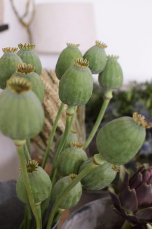 Frische große Mohnkapsel für deine Naturdeko Ideen. Ideal für Kränze, Sträuße oder als Solität. Einfach und schnell mit Naturmaterialien Kreativsein, Gestalten, Basteln