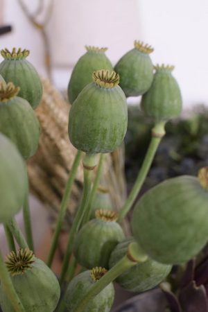 Frische große Mohnkapsel für deine Naturdeko Ideen. Ideal für Kränze, Sträuße oder als Solität. Einfach und schnell mit Naturmaterialien Kreativsein, Gestalten, Basteln