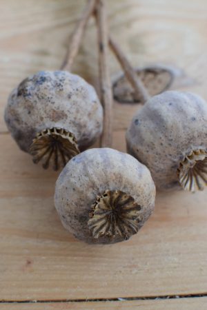 Mohnkapsel getrocknet. Kurz. Trockenblume Mohn Naturdeko natürlich dekorieren