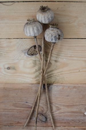 Mohnkapsel getrocknet. Kurz. Trockenblume Mohn Naturdeko natürlich dekorieren