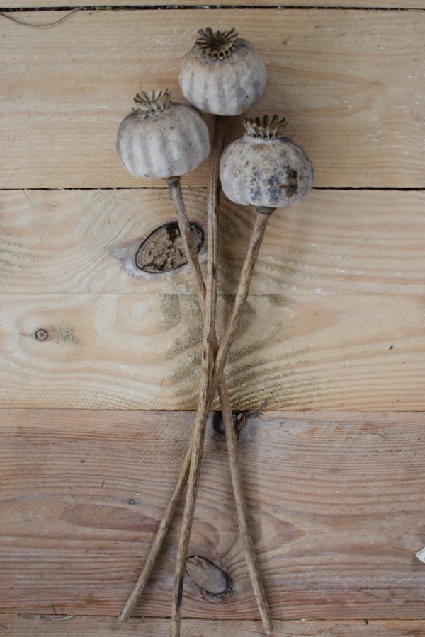 Mohnkapsel getrocknet. Kurz. Trockenblume Mohn Naturdeko natürlich dekorieren
