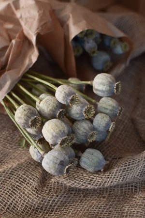 Mohnkapsel Mohn getrocknet grau im Bund. Trockenblumen vom Mrs Greenery Shop