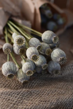 Mohnkapsel Mohn getrocknet grau im Bund. Trockenblumen vom Mrs Greenery Shop