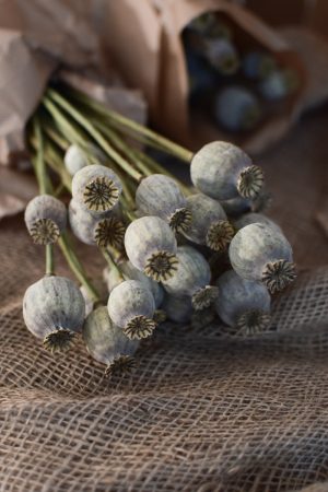 Mohnkapsel Mohn getrocknet grau im Bund. Trockenblumen vom Mrs Greenery Shop