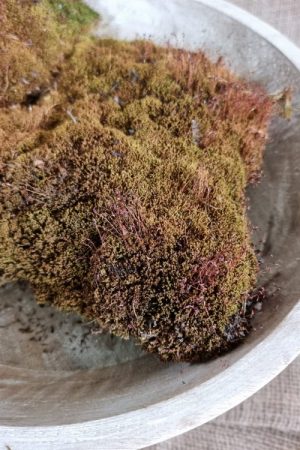 Moos getrocknet Bollenmoos braun naturdeko Moos im Mrs Greenery Shop bestellen kaufen