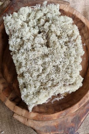 Island Irisch Moos frisch getrocknet kreativsein basteln naturmaterial im Mrs Greenery Shop bestellen kaufen