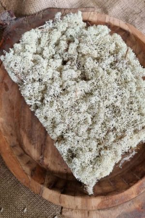 Island Irisch Moos frisch getrocknet kreativsein basteln naturmaterial im Mrs Greenery Shop bestellen kaufen