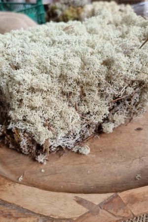 Island Irisch Moos frisch getrocknet kreativsein basteln naturmaterial im Mrs Greenery Shop bestellen kaufen
