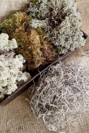 Moosmix mix tillandsien Island Irisch Moos frisch getrocknet kreativsein basteln naturmaterial im Mrs Greenery Shop bestellen kaufen