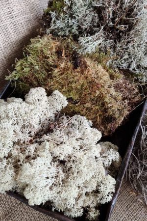 Moosmix mix tillandsien Island Irisch Moos frisch getrocknet kreativsein basteln naturmaterial im Mrs Greenery Shop bestellen kaufen