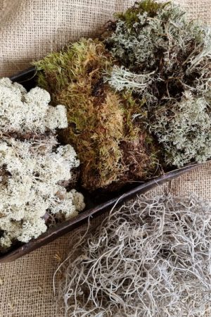 Moosmix mix tillandsien Island Irisch Moos frisch getrocknet kreativsein basteln naturmaterial im Mrs Greenery Shop bestellen kaufen
