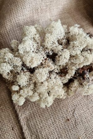 Island Irisch Moos frisch getrocknet kreativsein basteln naturmaterial im Mrs Greenery Shop bestellen kaufen