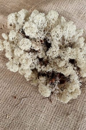 Island Irisch Moos frisch getrocknet kreativsein basteln naturmaterial im Mrs Greenery Shop bestellen kaufen