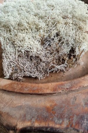 Island Irisch Moos frisch getrocknet kreativsein basteln naturmaterial im Mrs Greenery Shop bestellen kaufen