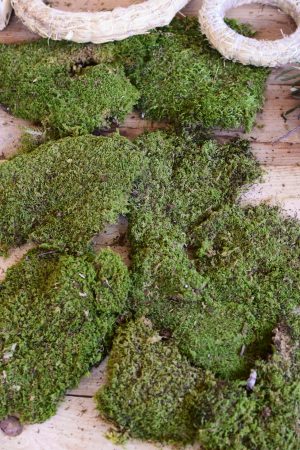 Moos getrocknet kaufen basteln französisches Moos Moosdeko