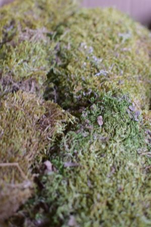 Moos zweite Wahl getrocknet im Mrs Greenery Shop bestellen Naturdeko Deko mit Naturmaterialien