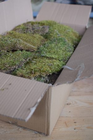 Moos zweite Wahl getrocknet im Mrs Greenery Shop bestellen Naturdeko Deko mit Naturmaterialien