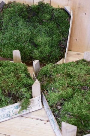 Moos Plattenmoos frisch für deine Naturdeko. Dekoidee mit Moos. Waldmoos grün in Kiste