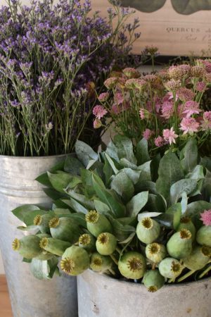 Frisches Greenery aus dem Mrs Greenery Shop: Mohnkapsel, Strandflieder, Thymian, Eukalyptus. Zum Kranzbinden und Kreativsein mit Naturmaterialien