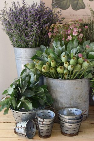 Frisches Greenery aus dem Mrs Greenery Shop: Mohnkapsel, Strandflieder, Thymian, Eukalyptus. Zum Kranzbinden und Kreativsein mit Naturmaterialien