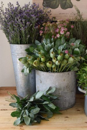 Frisches Greenery aus dem Mrs Greenery Shop: Mohnkapsel, Strandflieder, Thymian, Eukalyptus. Zum Kranzbinden und Kreativsein mit Naturmaterialien