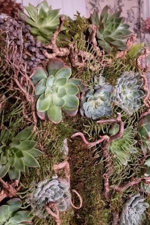 Sukkulente Mini Hauswurz ohne Wurzel kreativ kreativsein zum stecken Kränze kreativsein Naturdeko Naturmaterial im Mrs Greenery Shop bestellen kaufen