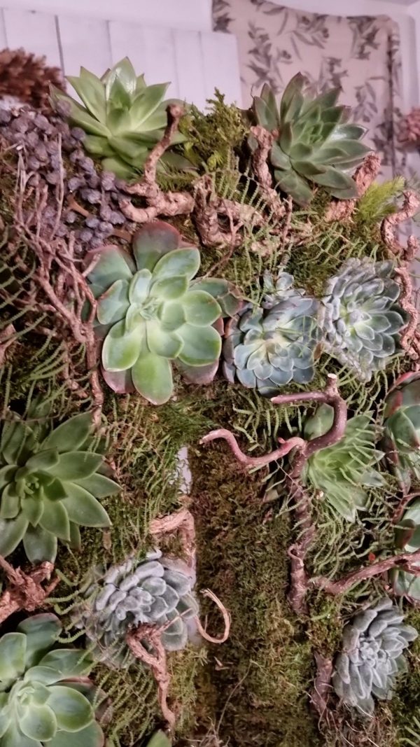 Sukkulente Mini Hauswurz ohne Wurzel kreativ kreativsein zum stecken Kränze kreativsein Naturdeko Naturmaterial im Mrs Greenery Shop bestellen kaufen