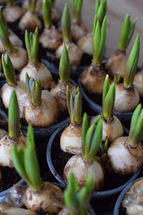 Muscari Traubenhyazinthe Hyazinthe im Topf. Frühlingsblüher Frühlingsdeko mit Naturmaterialien Topfpflanze