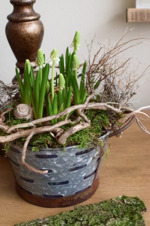 Muscari weiß Traubenhyazinthe Hyazinthe im Topf. Frühlingsblüher Frühlingsdeko mit Naturmaterialien Topfpflanze