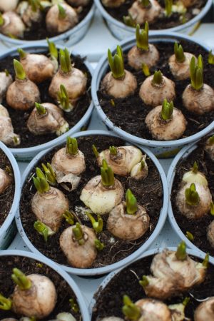 Muscari weiß Traubenhyazinthe Hyazinthe im Topf. Frühlingsblüher Frühlingsdeko mit Naturmaterialien Topfpflanze