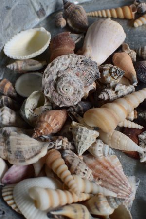 Muscheln Muschel-Mix für deine Sommerdeko. Maritime Deko mit Strand Flair. Tischdeko Sommer