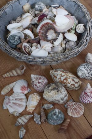 Muscheln Muschel-Mix für deine Sommerdeko. Maritime Deko mit Strand Flair. Tischdeko Sommer