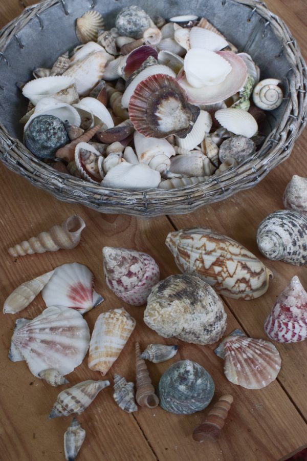 Muscheln Muschel-Mix für deine Sommerdeko. Maritime Deko mit Strand Flair. Tischdeko Sommer