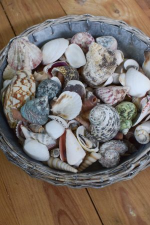 Muscheln Muschel-Mix für deine Sommerdeko. Maritime Deko mit Strand Flair. Tischdeko Sommer