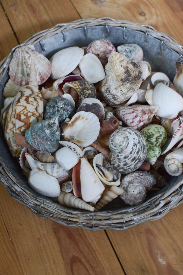 Muscheln Muschel-Mix für deine Sommerdeko. Maritime Deko mit Strand Flair. Tischdeko Sommer