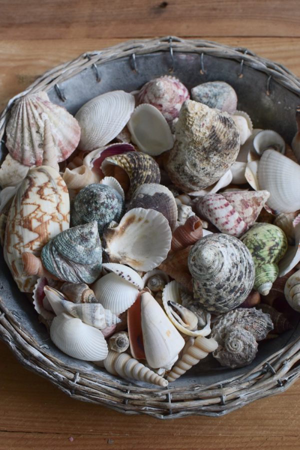 Muscheln Muschel-Mix für deine Sommerdeko. Maritime Deko mit Strand Flair. Tischdeko Sommer